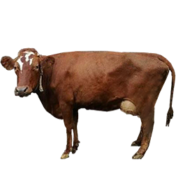 Danish Red Cow